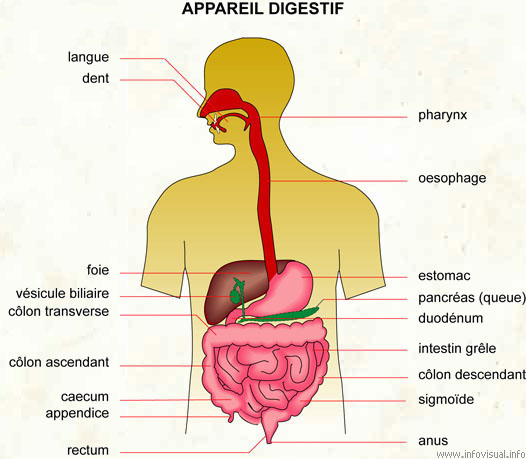 Appareil digestif (Dictionnaire Visuel)